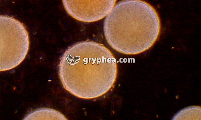 La fécondation chez une algue - le Fucus - extrait - gryphea.com